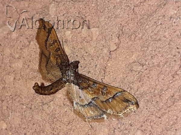 Hydriris ornatalis