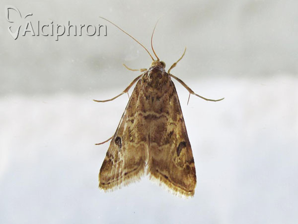 Hellula undalis