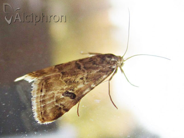 Hellula undalis