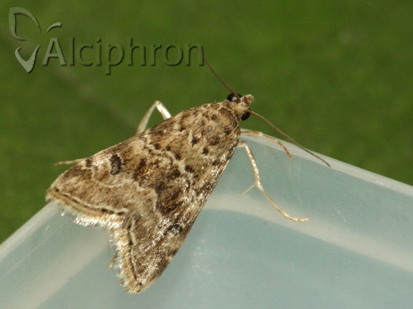 Hellula undalis