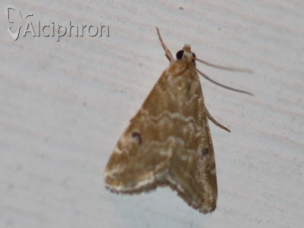 Hellula undalis