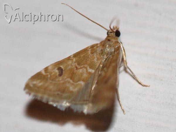 Hellula undalis