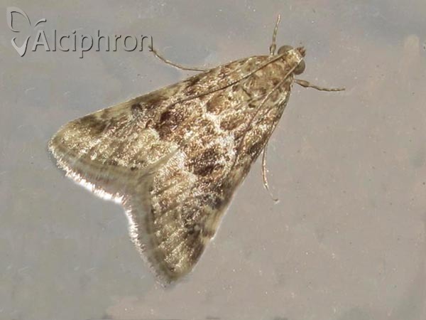 Hellula undalis