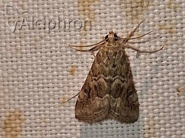 Hellula undalis