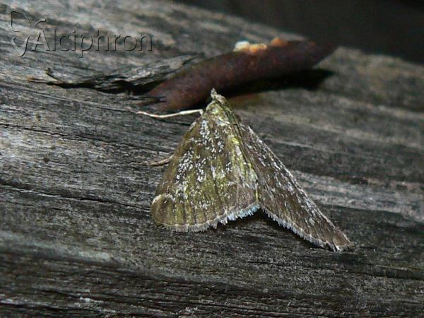 Evergestis sophialis