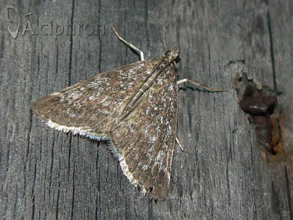 Evergestis sophialis