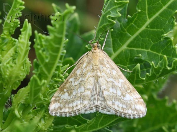 Evergestis frumentalis