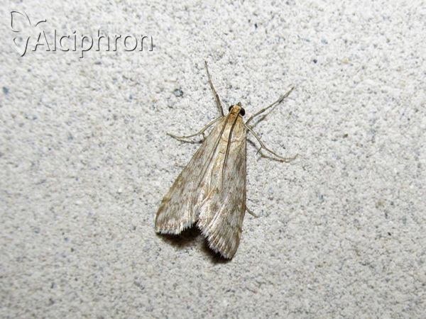 Evergestis frumentalis