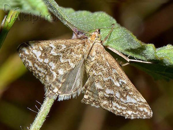 Evergestis frumentalis
