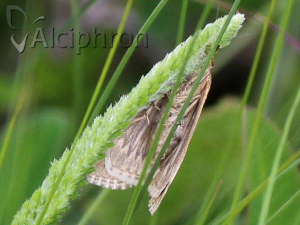 Evergestis frumentalis