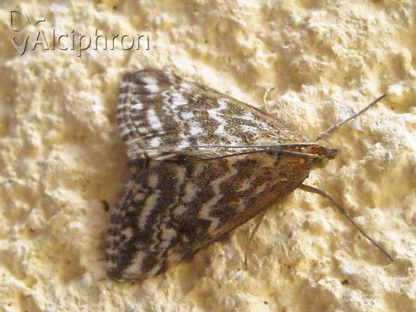 Evergestis frumentalis