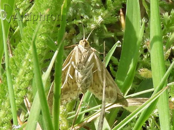 Evergestis frumentalis