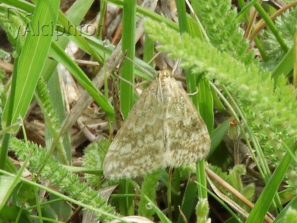 Evergestis frumentalis