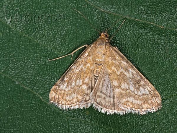 Evergestis frumentalis