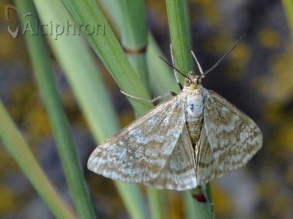 Evergestis frumentalis