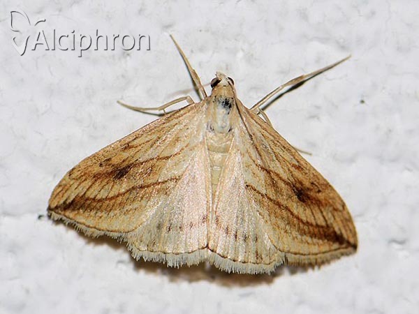 Evergestis forficalis