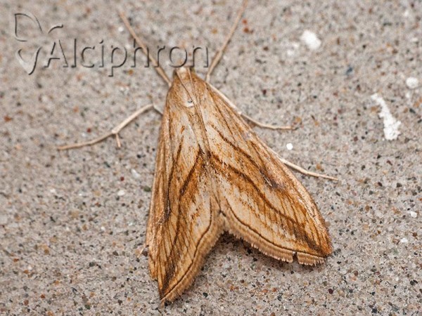 Evergestis forficalis
