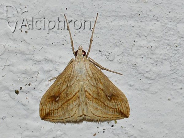 Evergestis forficalis