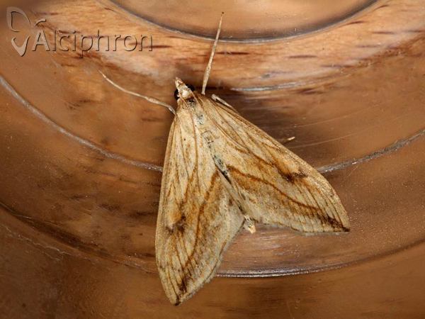 Evergestis forficalis