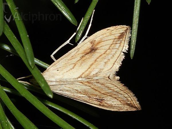 Evergestis forficalis