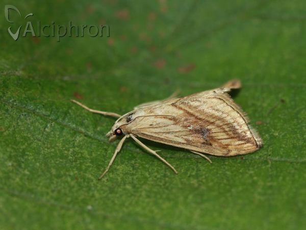 Evergestis forficalis