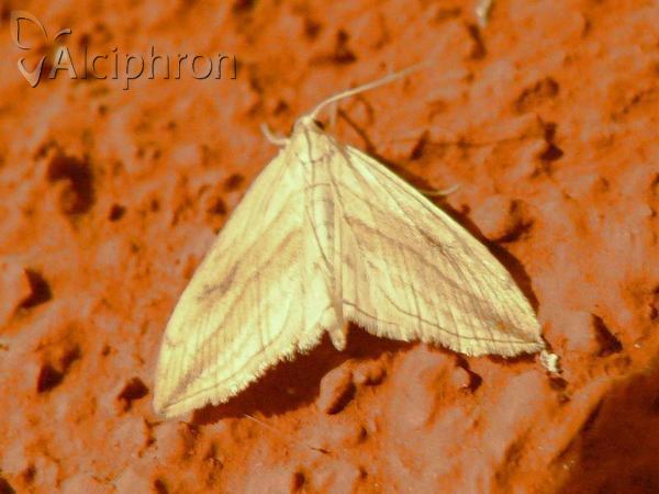 Evergestis forficalis