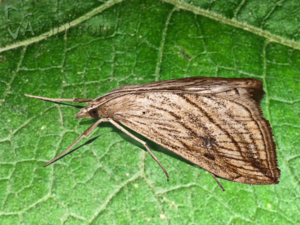 Evergestis forficalis