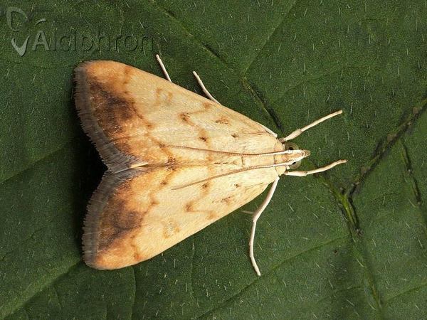 Evergestis extimalis