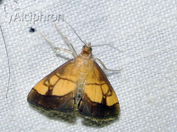 Evergestis limbata