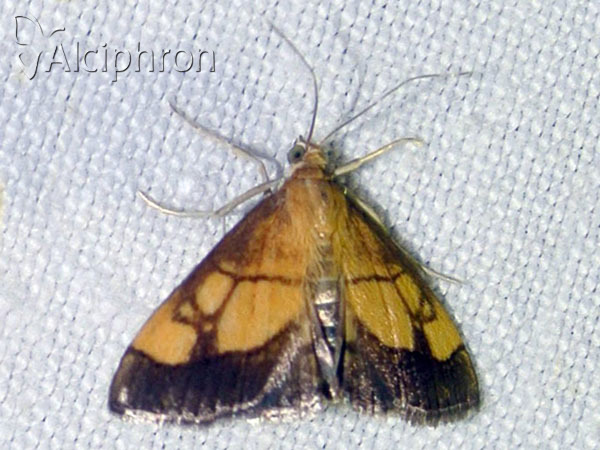 Evergestis limbata