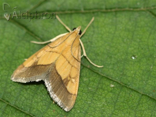 Evergestis limbata