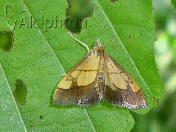 Evergestis limbata