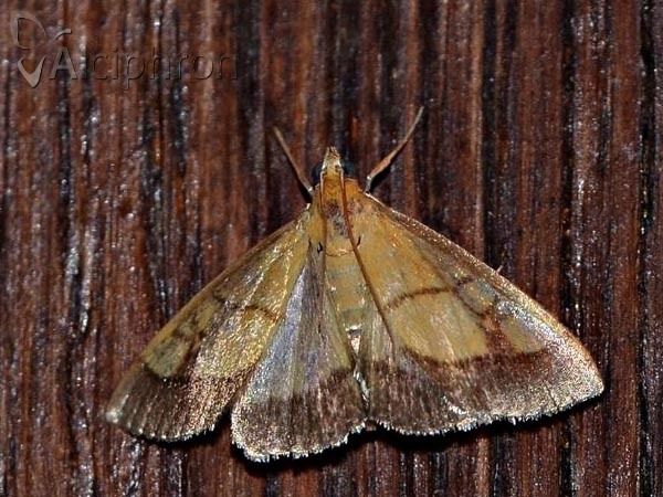 Evergestis limbata