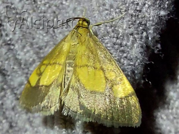 Evergestis limbata