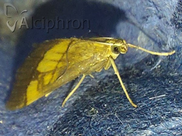 Evergestis limbata