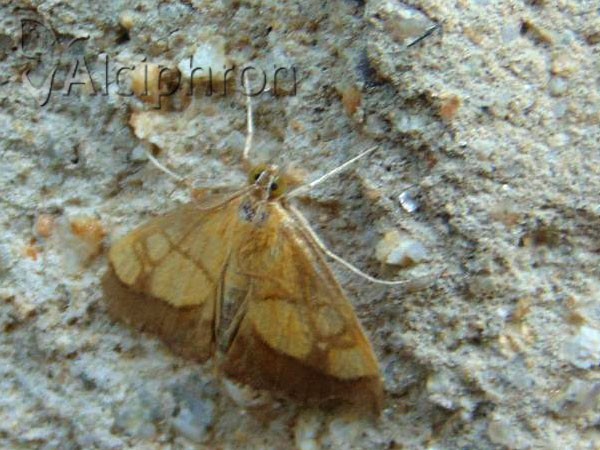 Evergestis limbata