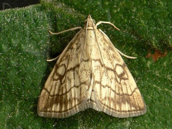 Evergestis pallidata