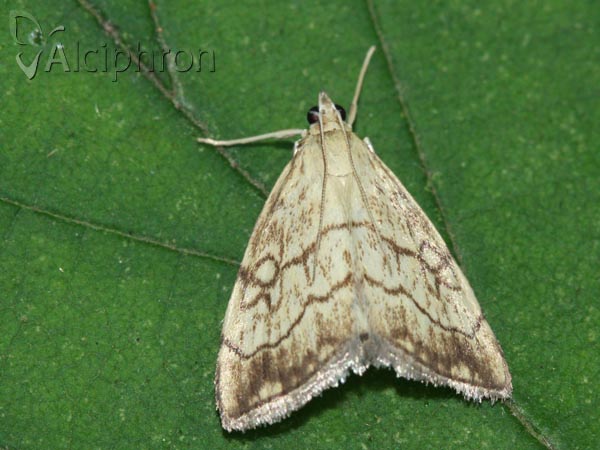 Evergestis pallidata