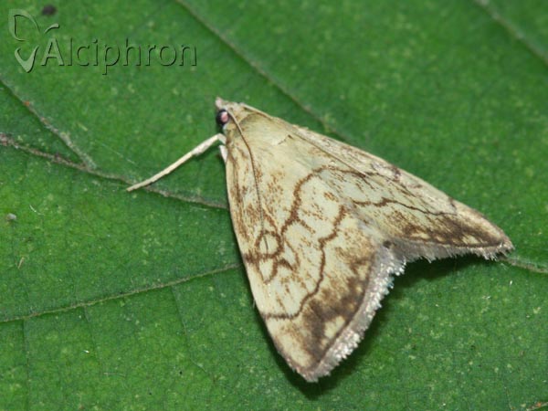 Evergestis pallidata