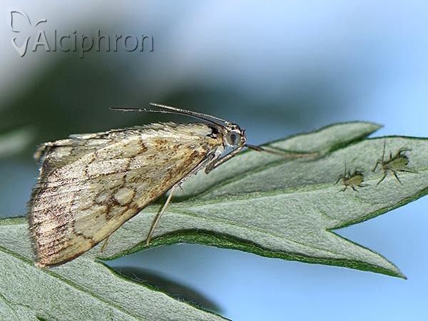 Evergestis pallidata