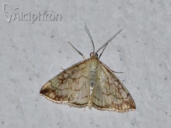 Evergestis pallidata