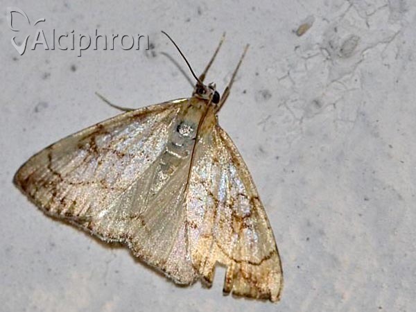 Evergestis pallidata