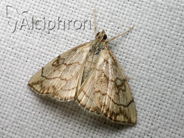 Evergestis pallidata