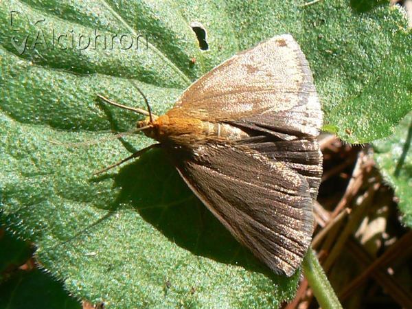 Evergestis aenealis