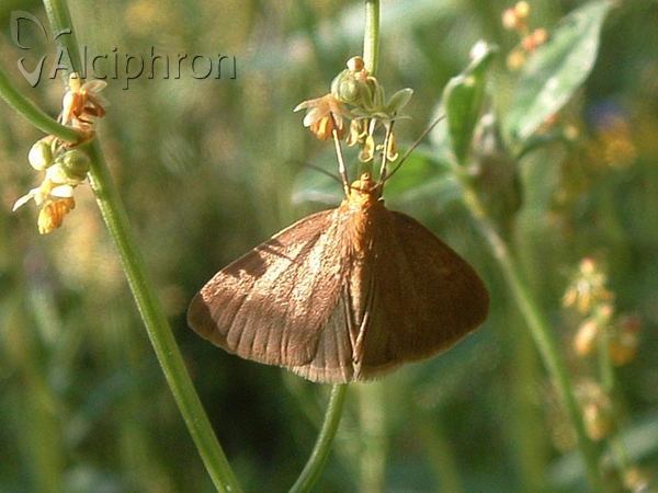 Evergestis aenealis