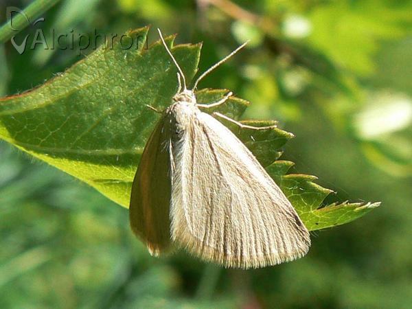 Evergestis aenealis