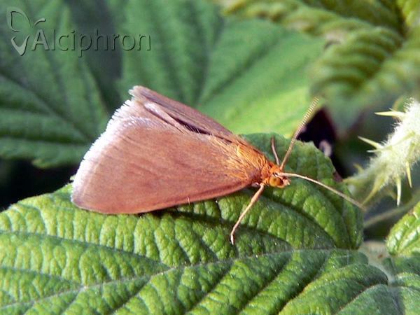 Evergestis aenealis