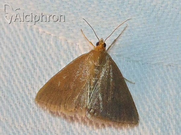 Evergestis aenealis