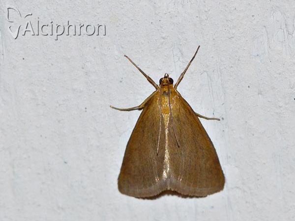 Evergestis aenealis