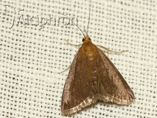 Evergestis aenealis